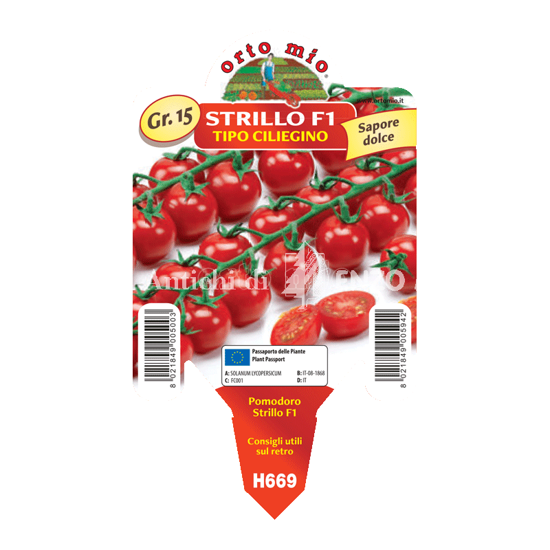 Pomodoro ciliegino dolce Strillo F1 - 1 pianta vaso 10 - Orto Mio