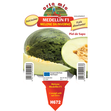 Melone verde da inverno - Medellin F1 - 1 pianta vaso 10 - Orto Mio