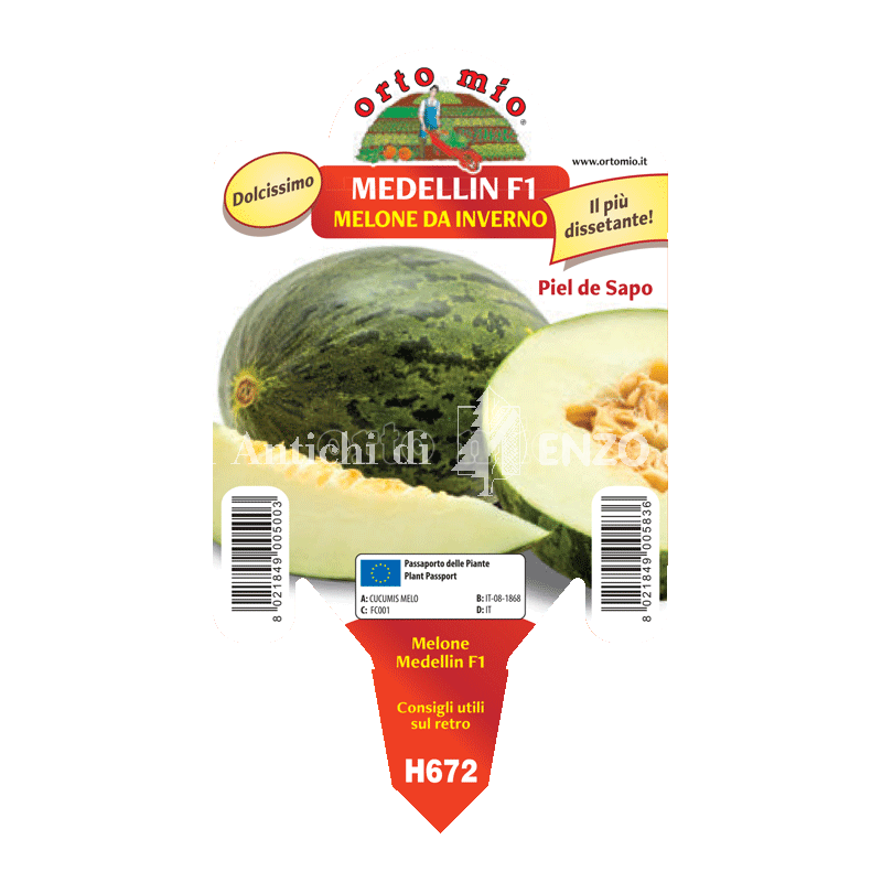 Melone verde da inverno - Medellin F1 - 1 pianta vaso 10 - Orto Mio