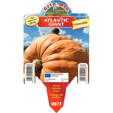 Zucca gigante - Atlantic Giant F1 - 1 pianta vaso 10 - Orto Mio