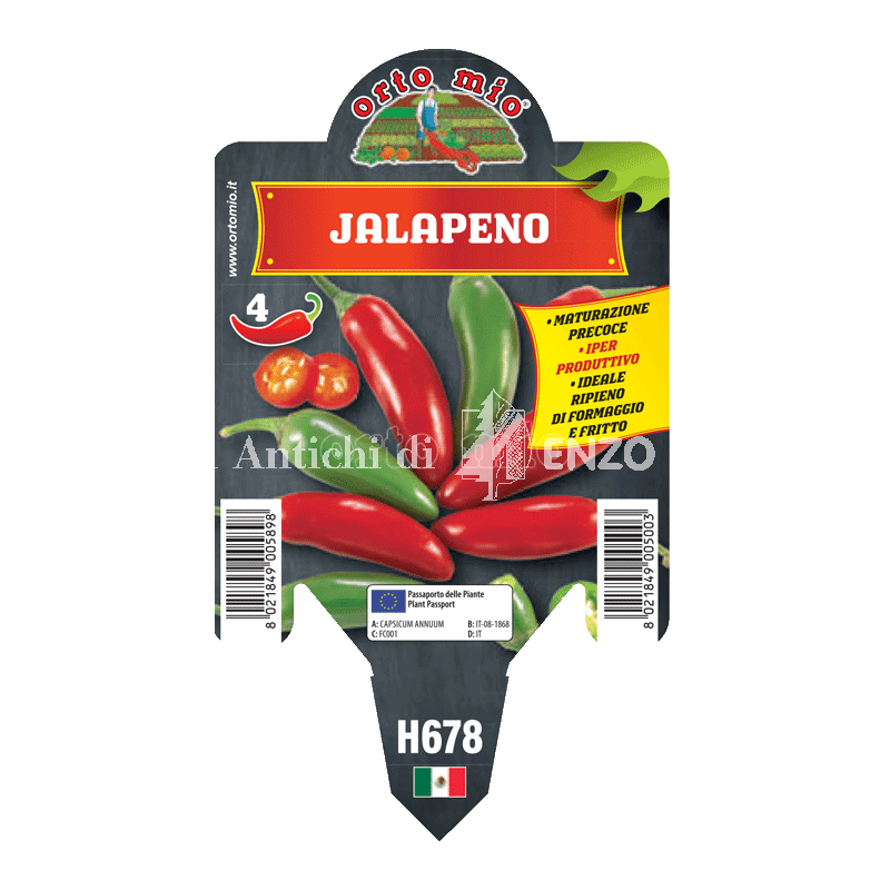 Peperoncino piccante HOT - Jalapeno  - 1 pianta vaso 10 - Orto Mio
