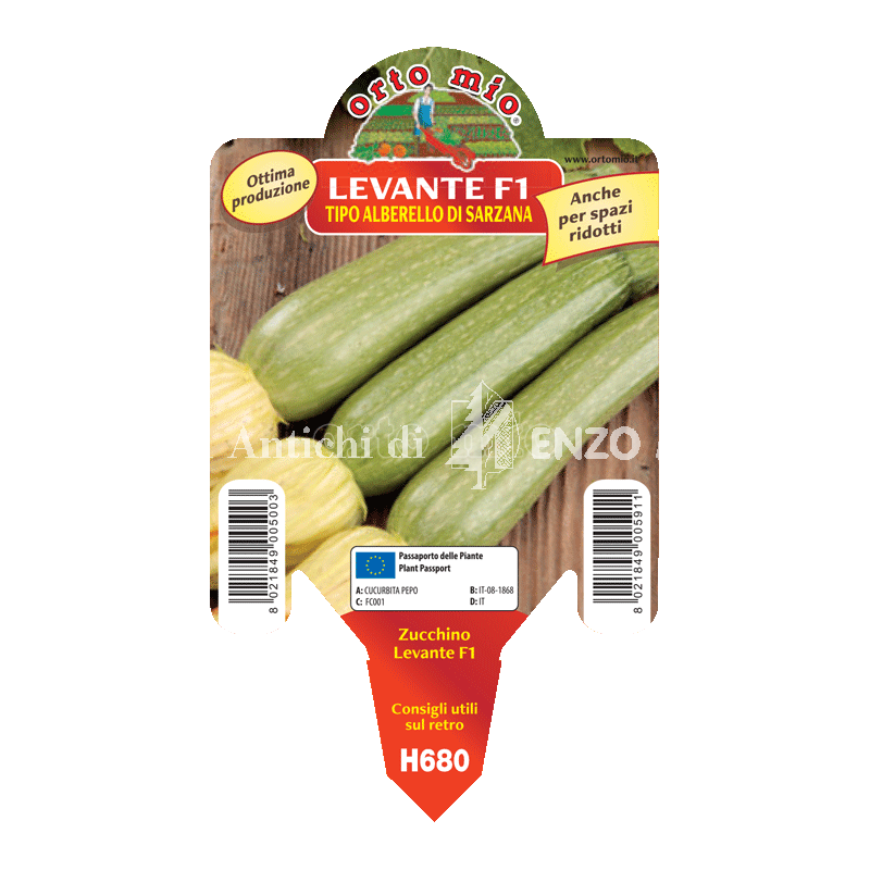 Zucchino alberello di Sarzana - Levante F1 - 1 pianta vaso 10 - Orto Mio