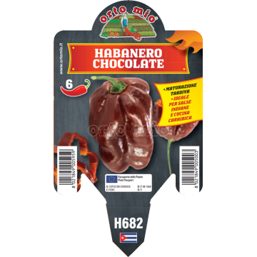 Peperoncino piccante HOT - Habanero chocolate - 1 pianta vaso 10 - Orto Mio