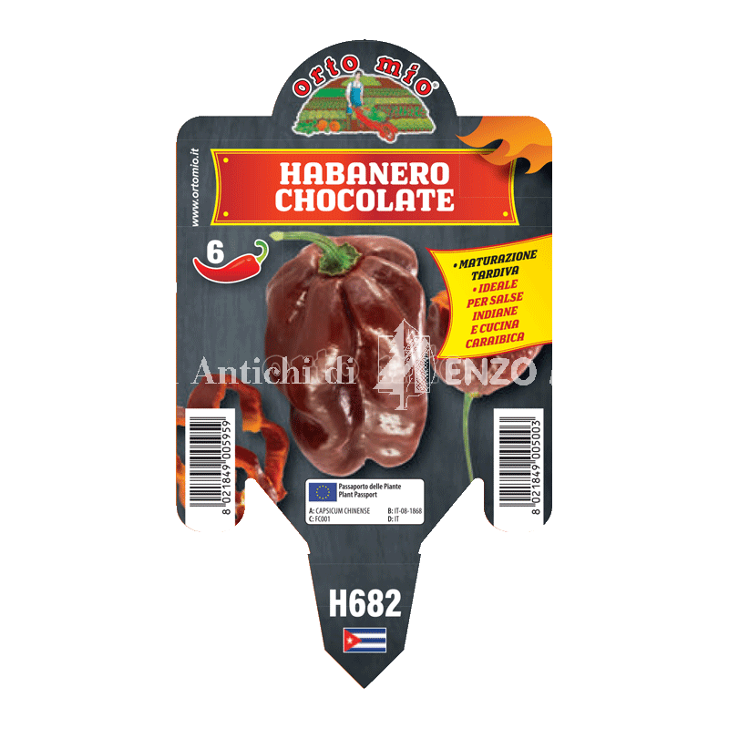 Peperoncino piccante HOT - Habanero chocolate - 1 pianta vaso 10 - Orto Mio