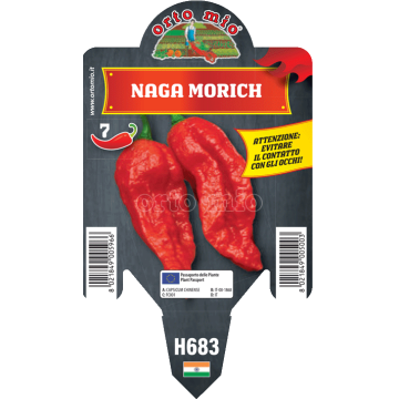 Peperoncino piccante HOT - Naga Morich rosso - 1 pianta vaso 10 - Orto Mio