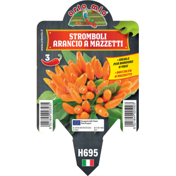 Peperoncino piccante HOT - Mazzetti arancio Stromboli - 1 pianta vaso 10 - Orto Mio