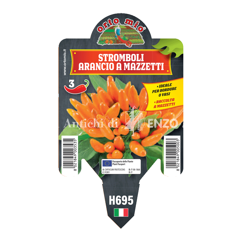 Peperoncino piccante HOT - Mazzetti arancio Stromboli - 1 pianta vaso 10 - Orto Mio