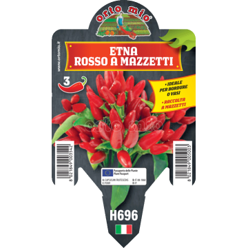 Peperoncino piccante HOT - Mazzetti rosso Etna - 1 pianta vaso 10 - Orto Mio