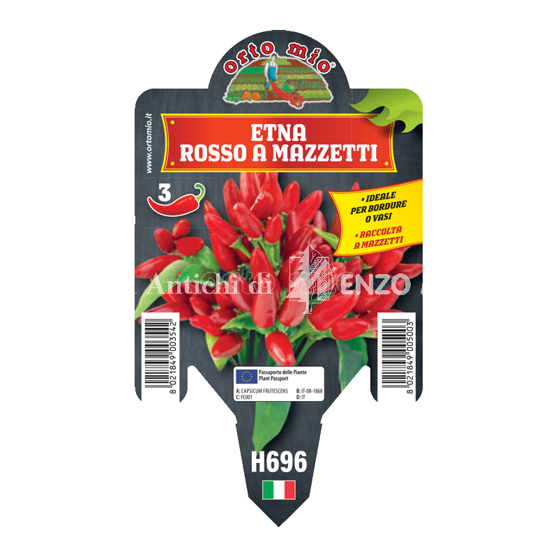 Peperoncino piccante HOT - Mazzetti rosso Etna - 1 pianta vaso 10 - Orto Mio