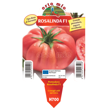 Pomodoro gigante sorrentone - Rosalinda F1 - 1 pianta vaso 10 - Orto Mio