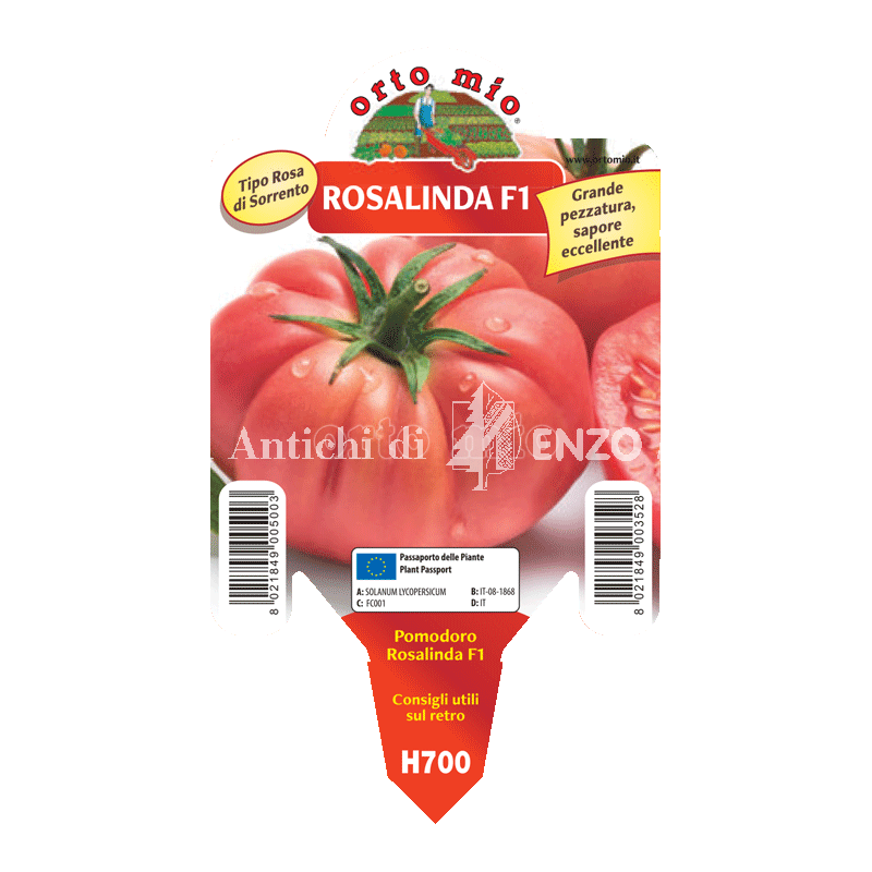Pomodoro gigante sorrentone - Rosalinda F1 - 1 pianta vaso 10 - Orto Mio