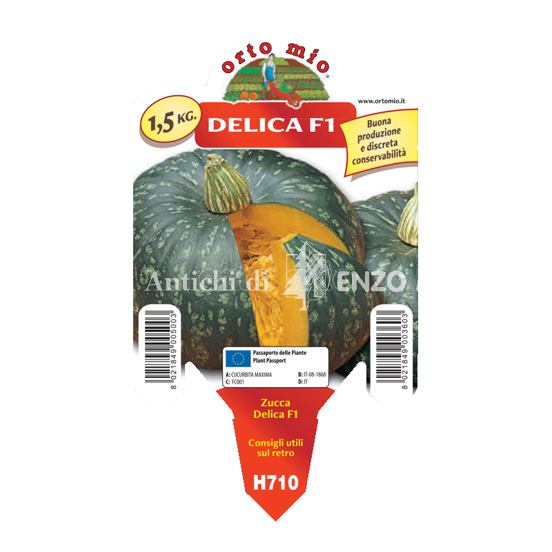 Zucca tonda - Delica F1 - 1 pianta vaso 10 - Orto Mio