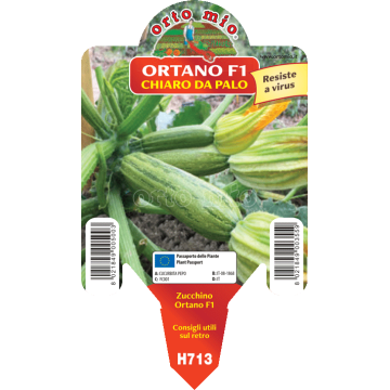 Zucchino chiaro da palo - Ortano F1 - 1 pianta vaso 10 - Orto Mio