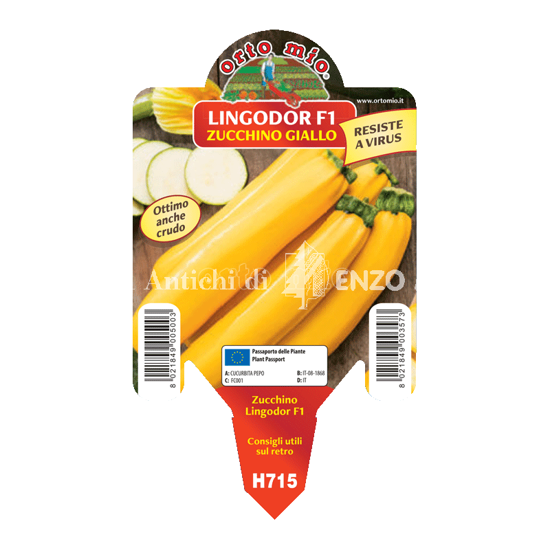 Zucchino giallo - Golden Glory F1 - 1 pianta vaso 10 - Orto Mio