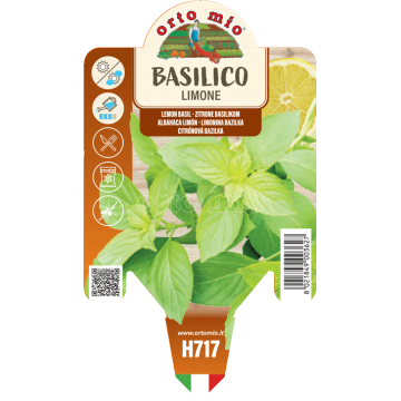 Basilico limone - 1 pianta...