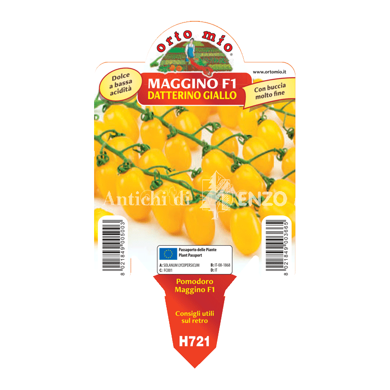 Pomodoro datterino giallo - Maggino F1 - 1 pianta vaso 10 - Orto Mio