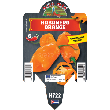 Peperoncino piccante HOT - Habanero arancio - 1 pianta vaso 10 - Orto Mio