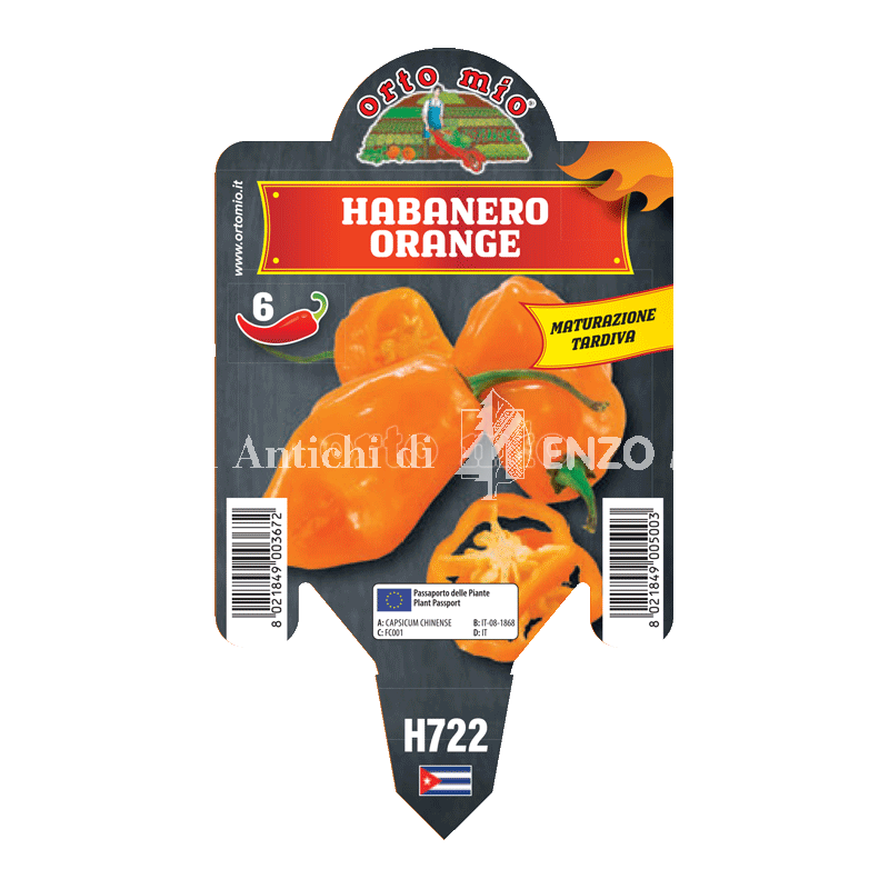 Peperoncino piccante HOT - Habanero arancio - 1 pianta vaso 10 - Orto Mio
