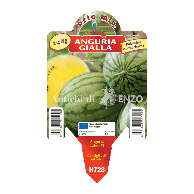 Anguria gialla - Luteo F1- 1 pianta vaso 10 - Orto mio