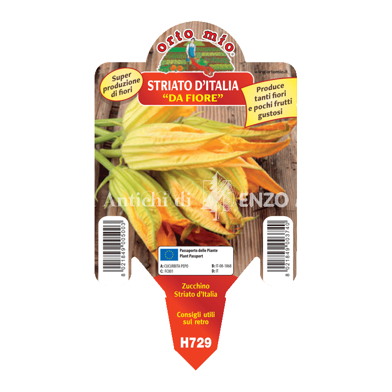 Zucchino da Fiore - Striato d'Italia F1 - 1 pianta vaso 10 - Orto Mio