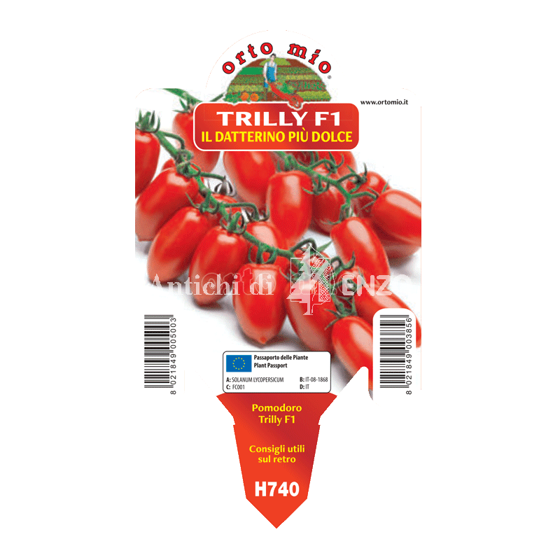 Pomodoro datterino - Baby Trilly F1 - 1 pianta vaso 10 - Orto mio