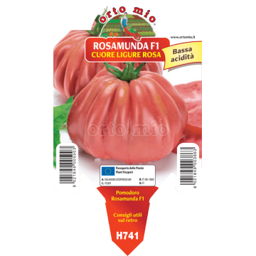 Pomodoro resistente cuore ligure rosa - Rosamunda F1 - 1 pianta vaso 10 - Orto Mio