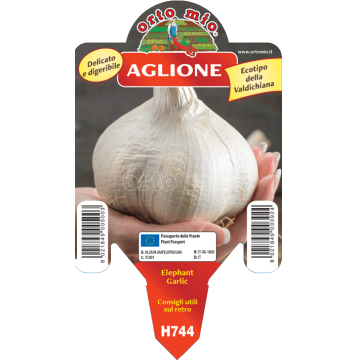 Aglio Aglione della Val di Chiana - Elephant Garlic - 1 pianta vaso 10 - Orto mio