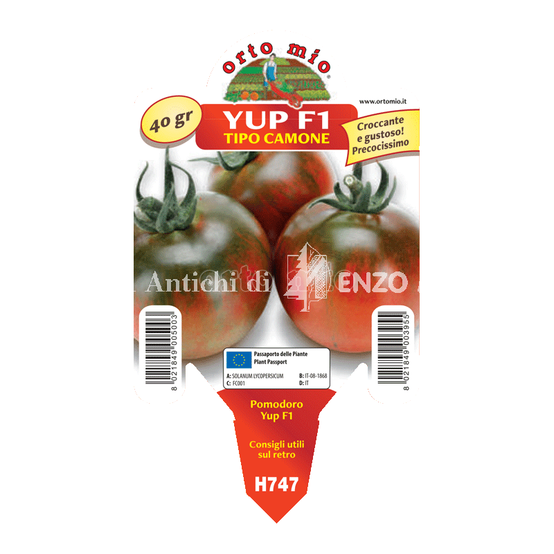 Pomodoro specialità quinto gusto - Yup F1 (tipologia camone) - 1 pianta vaso 10 - Orto Mio