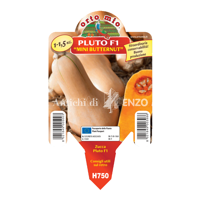 Zucca mini butternut - Pluto F1 - 1 pianta vaso 10 - Orto Mio