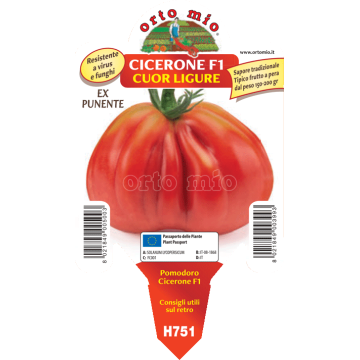 Pomodoro resistente cuore ligure Cicerone F1 (ex Punente) - 1 pianta vaso 10 - Orto Mio