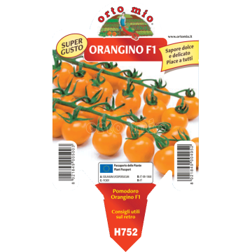 Pomodoro ciliegino arancio - Orangino F1 - 1 pianta vaso 10 - Orto Mio
