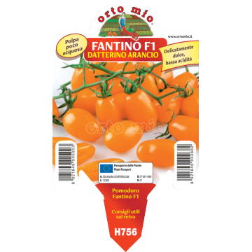 Pomodoro datterino arancio - Fantino F1 - 1 pianta vaso 10 - Orto Mio