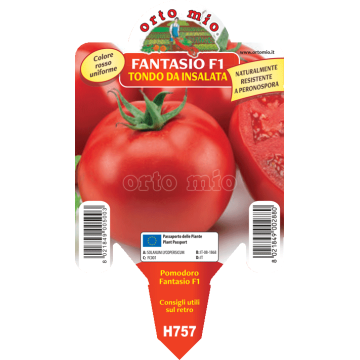 Pomodoro tondo - Fantasio F1 - 1 pianta vaso 10 - Orto Mio
