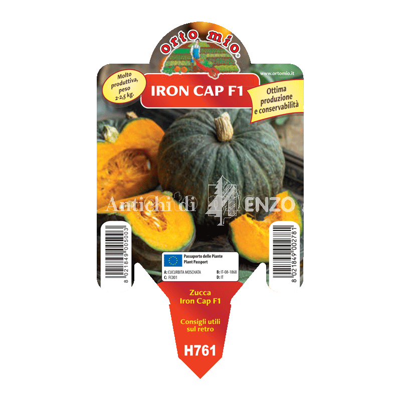 Zucca - Iron Cap F1 - 1 pianta vaso 10 - Orto Mio