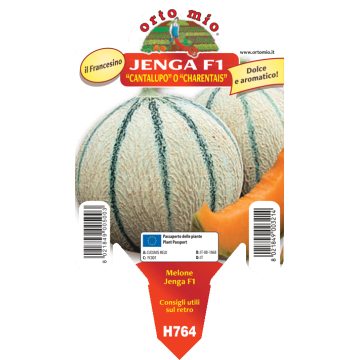 Melone cantalupo o Charentais - Jenga F1 - 1 pianta vaso 10 - Orto Mio