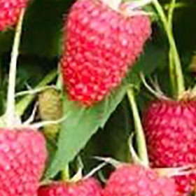 Lampone Rosso Unifero Media Maturazione