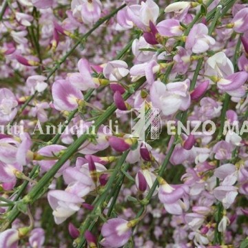 Cytisus Moyclare Pink
