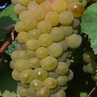 Uva Pinot Bianco
