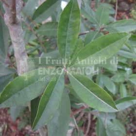 Erba Mate - Ilex Paraguariensis