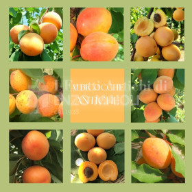 stock albicocche antiche