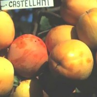 Caco Castellani