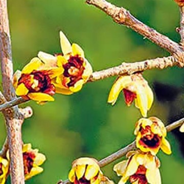 Calicanto d'inverno - Chimonanthus praecox