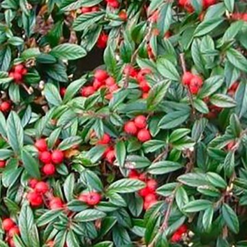 Cotoneaster Repens