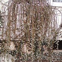 Salice Topino - Salix Caprea Pendula