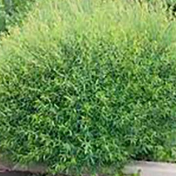 Salix Purpurea Nana