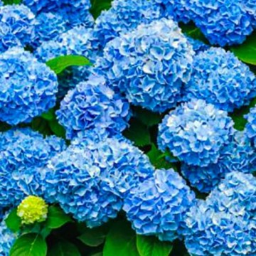 Ortensia a fiore blu - Hydrangea