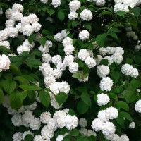 Ortensia a fiore bianco - Hydrangea