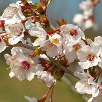 Prunus incisa Kojo-no-mai