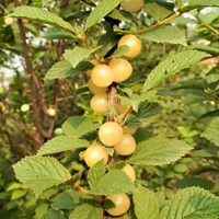Ciliegia di Nanchino Giallo - Prunus tomentosa Snovit