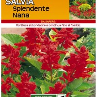Sementi Dotto - Fiori - Salvia Splendente Nana